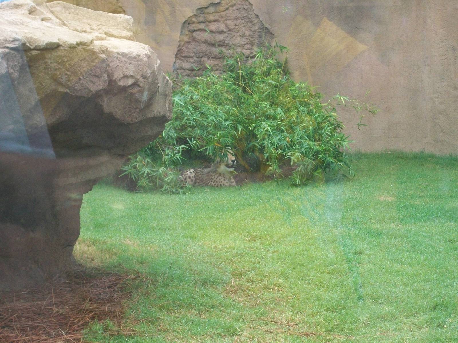 Cheetah Exhibit