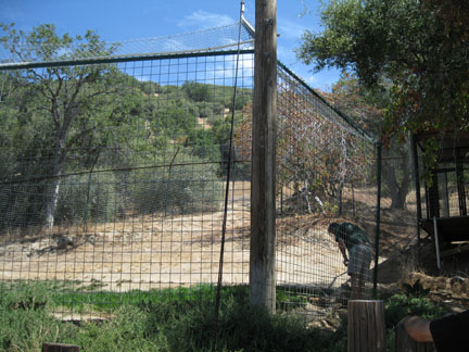 cheetah exhibit