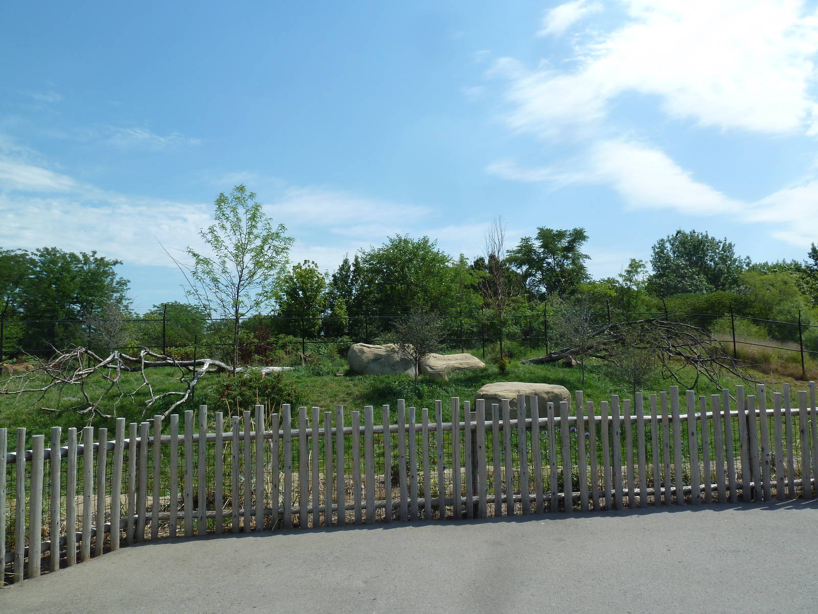 Cheetah Exhibit