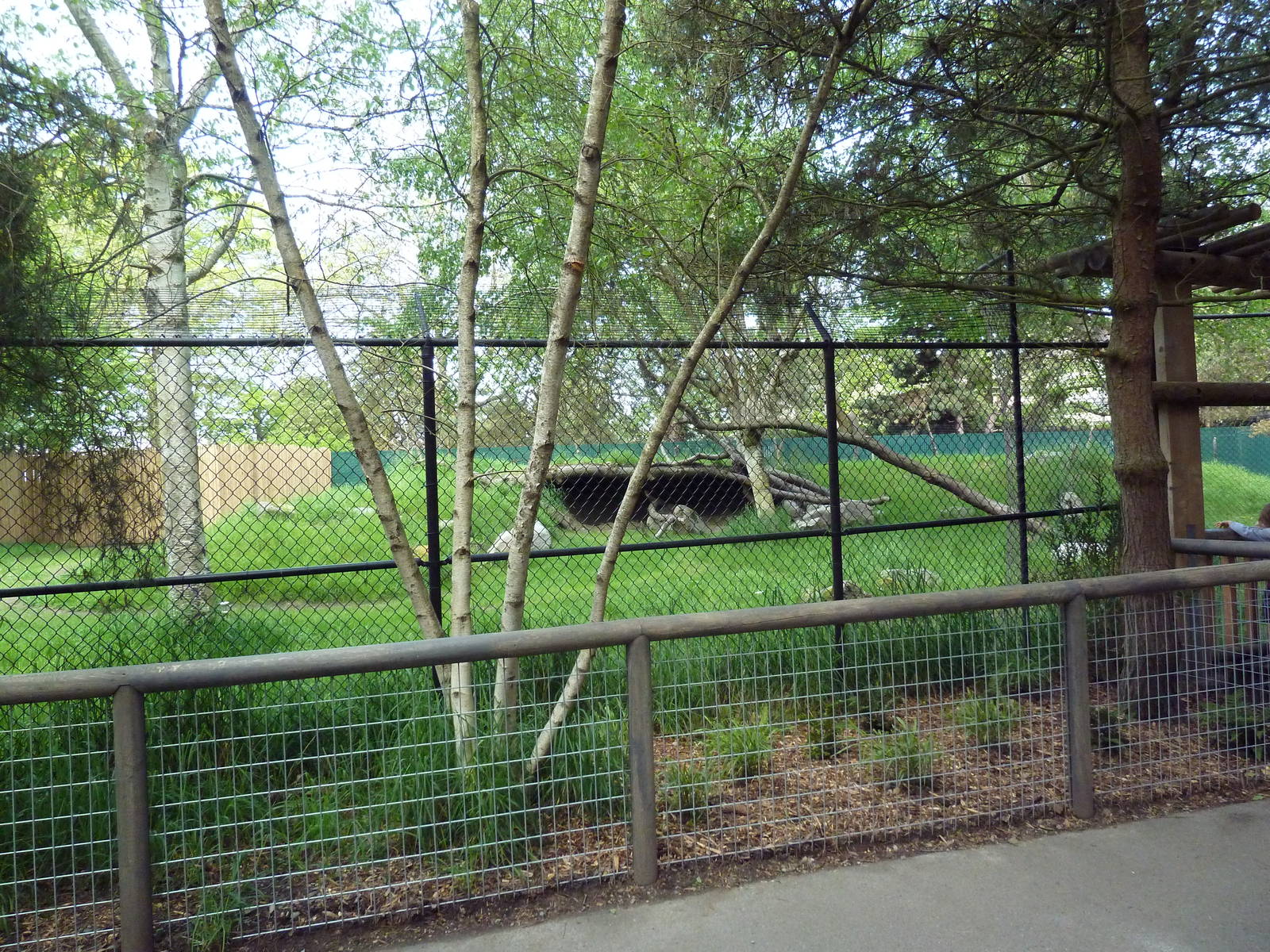 Cheetah Exhibit