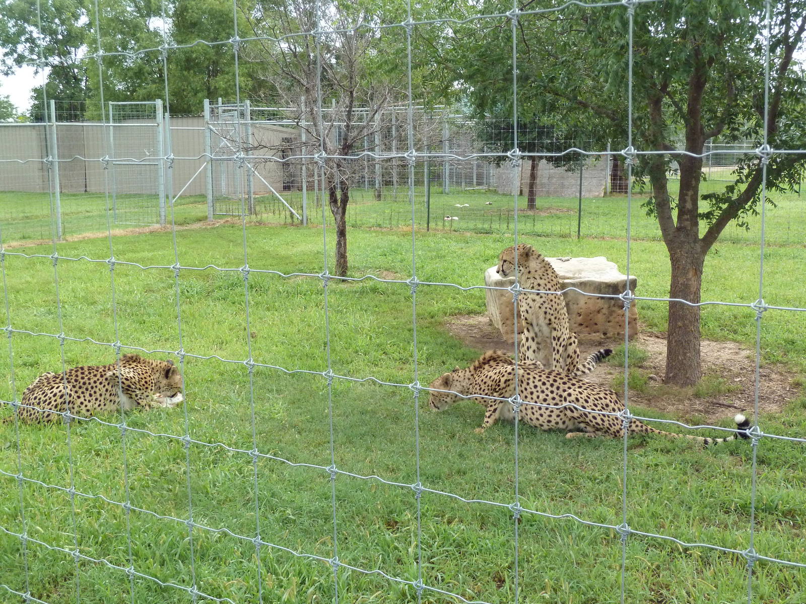 Cheetah Exhibit
