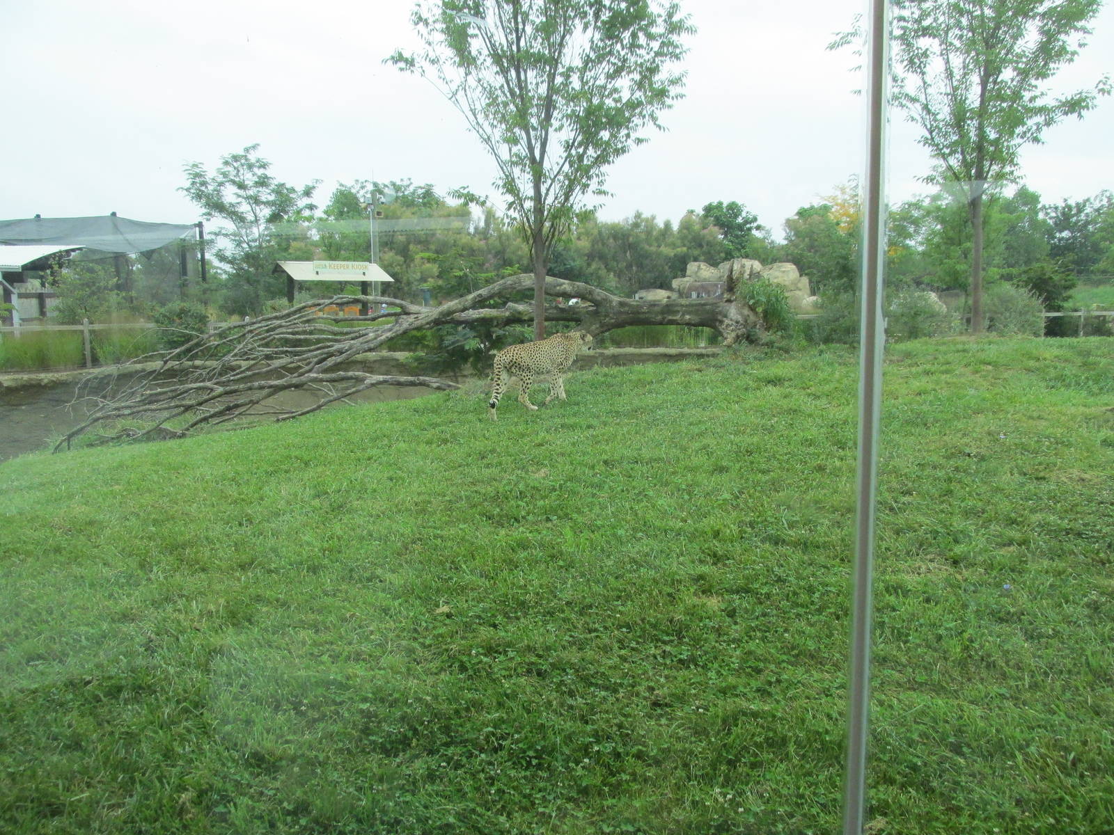 Cheetah Exhibit