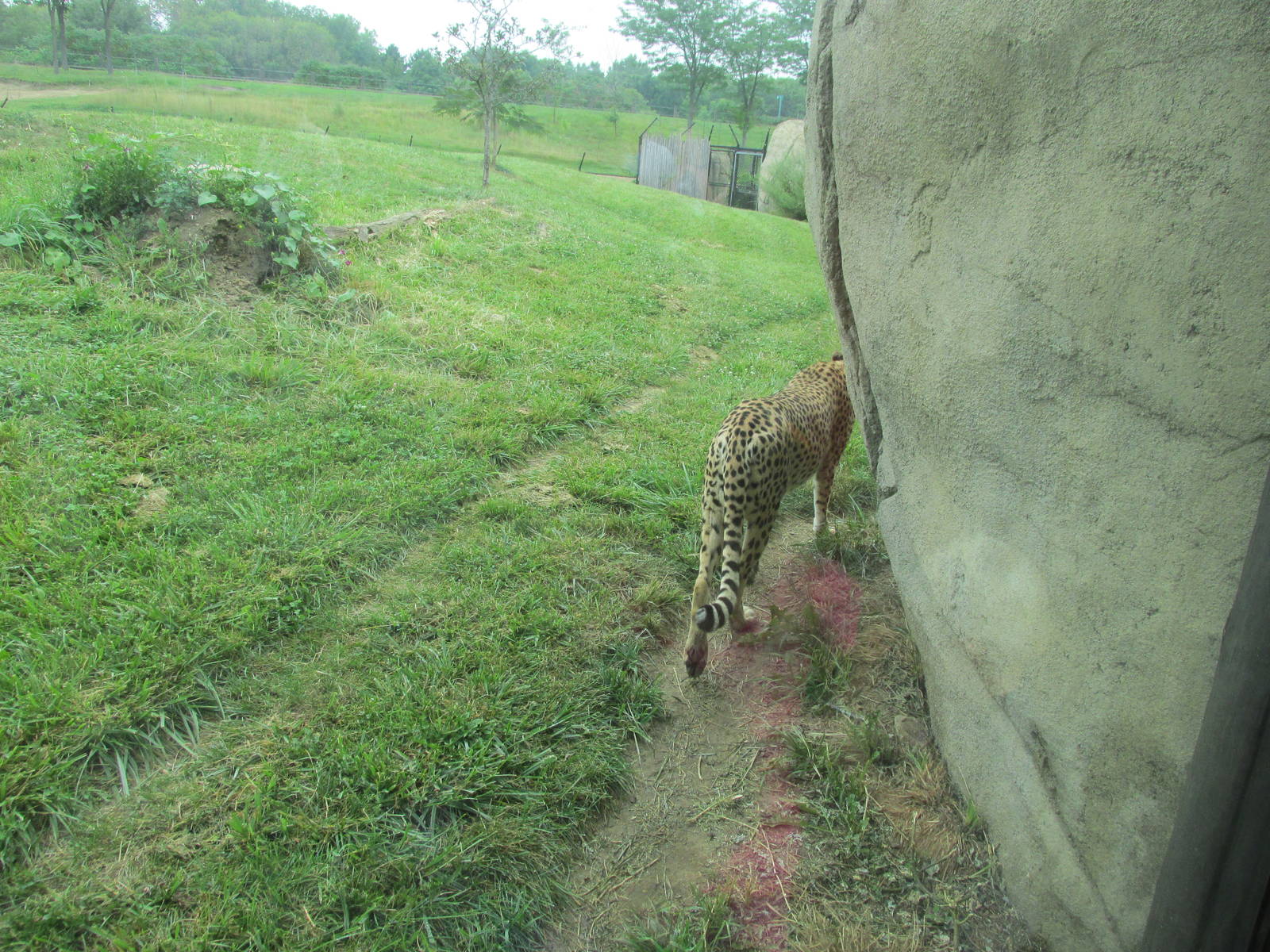 Cheetah Exhibit