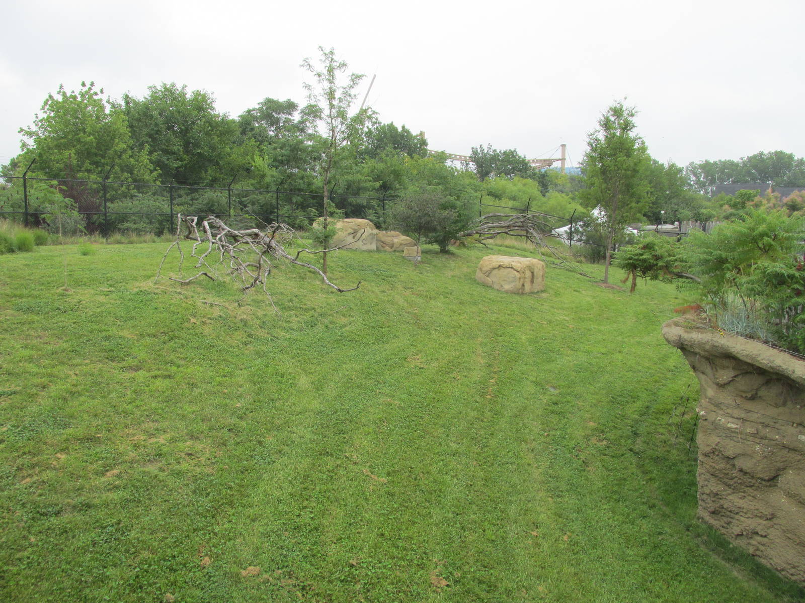 Cheetah Exhibit