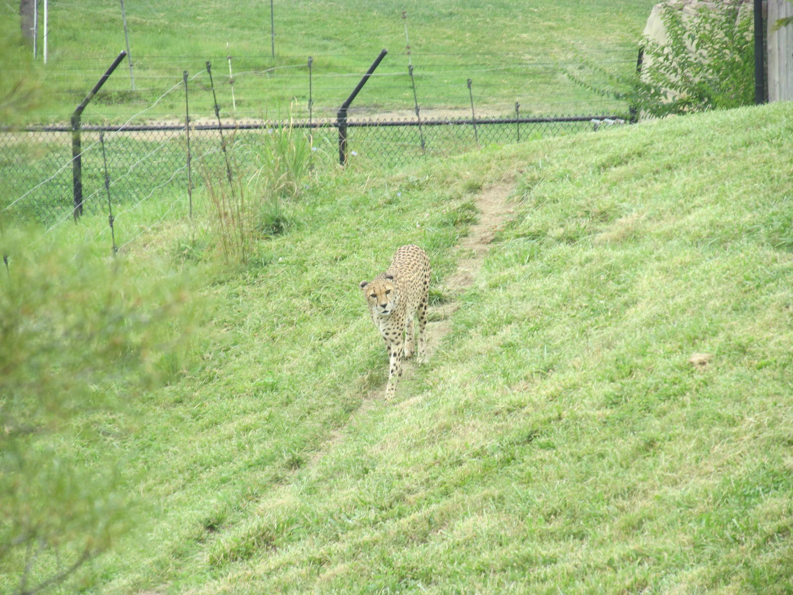 Cheetah Exhibit