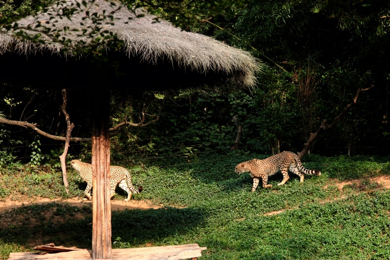 Cheetah exhibit