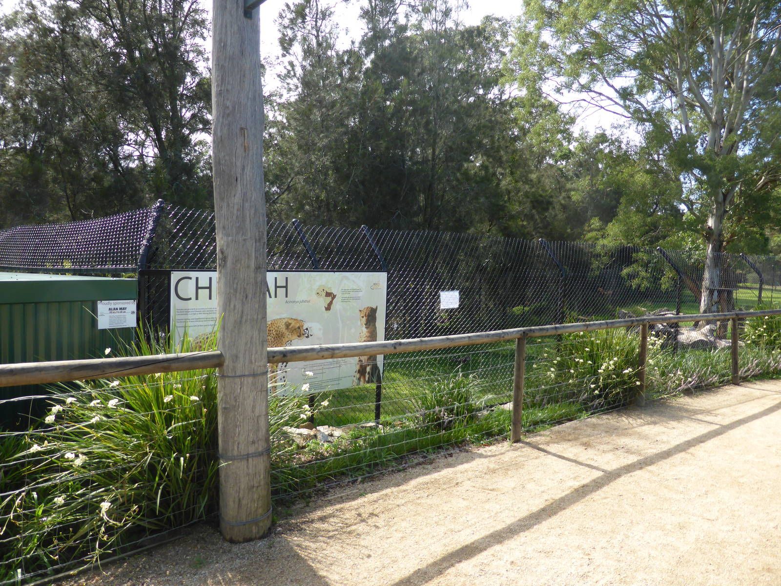 Cheetah exhibit