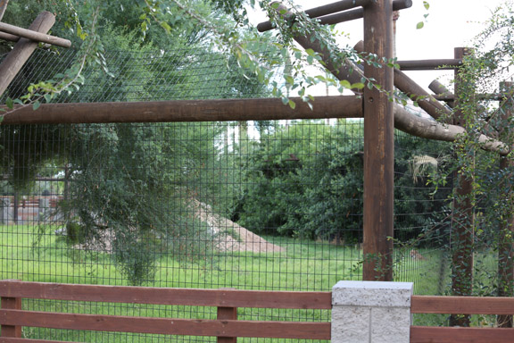 cheetah exhibit