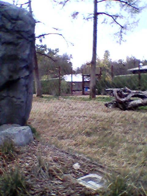 Cheetah exhibit