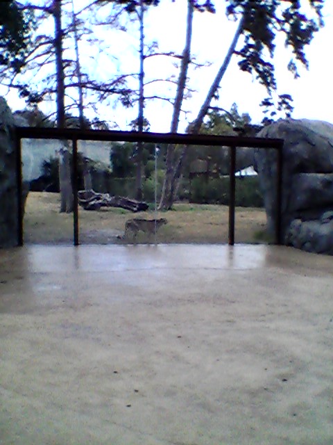 Cheetah exhibit