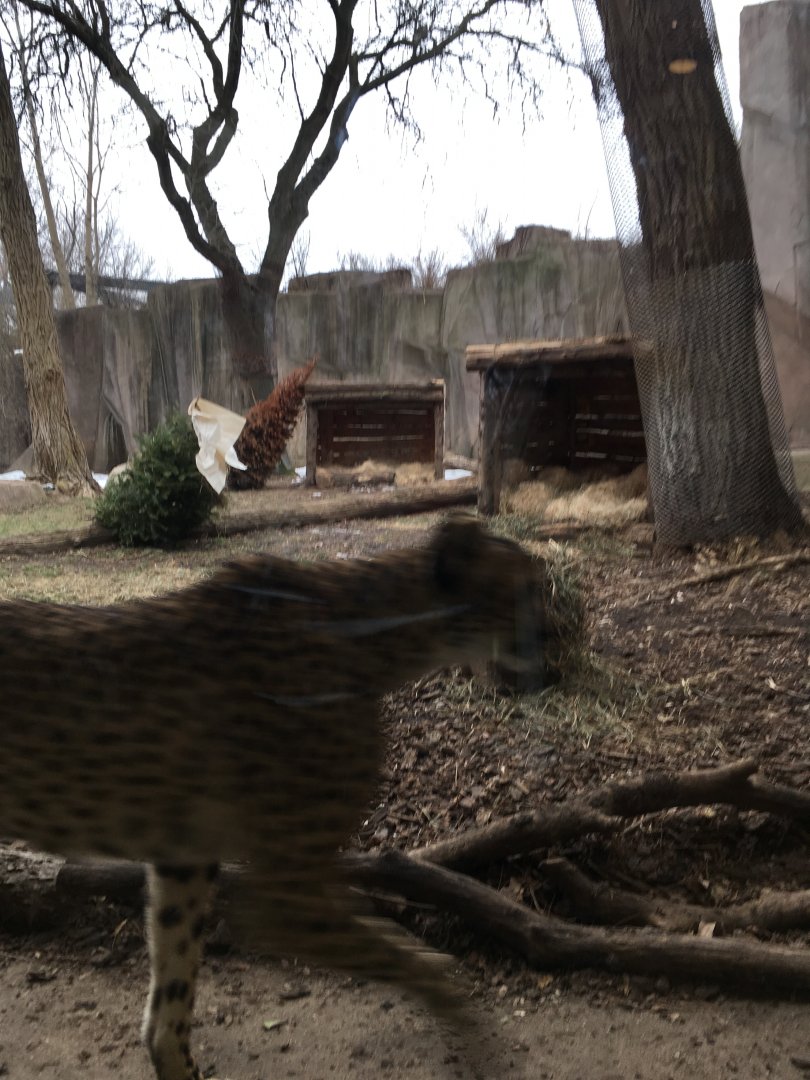 Cheetah exhibit