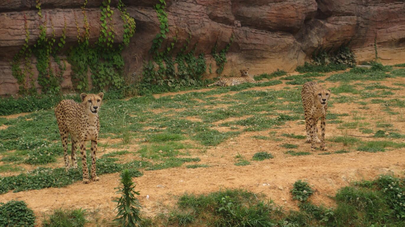 Cheetah exhibit