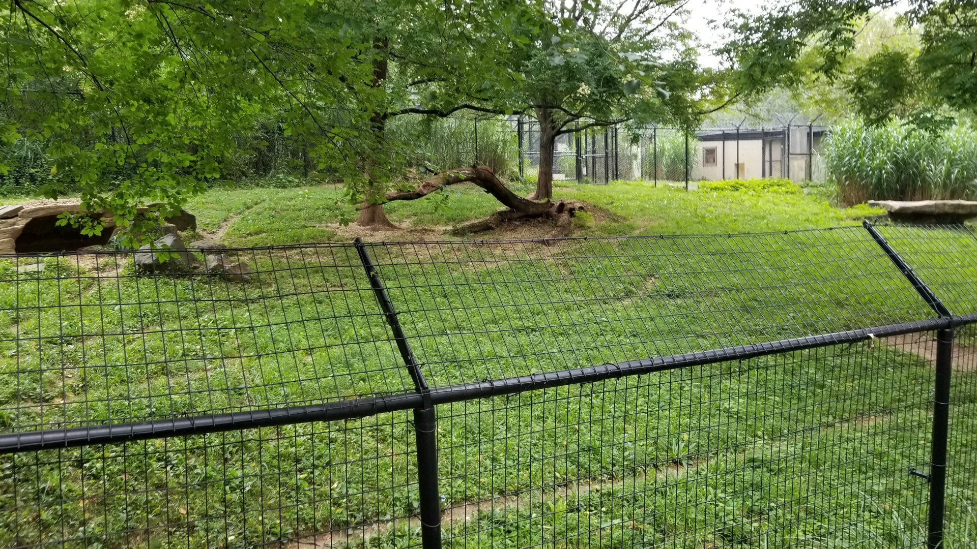 Cheetah exhibit