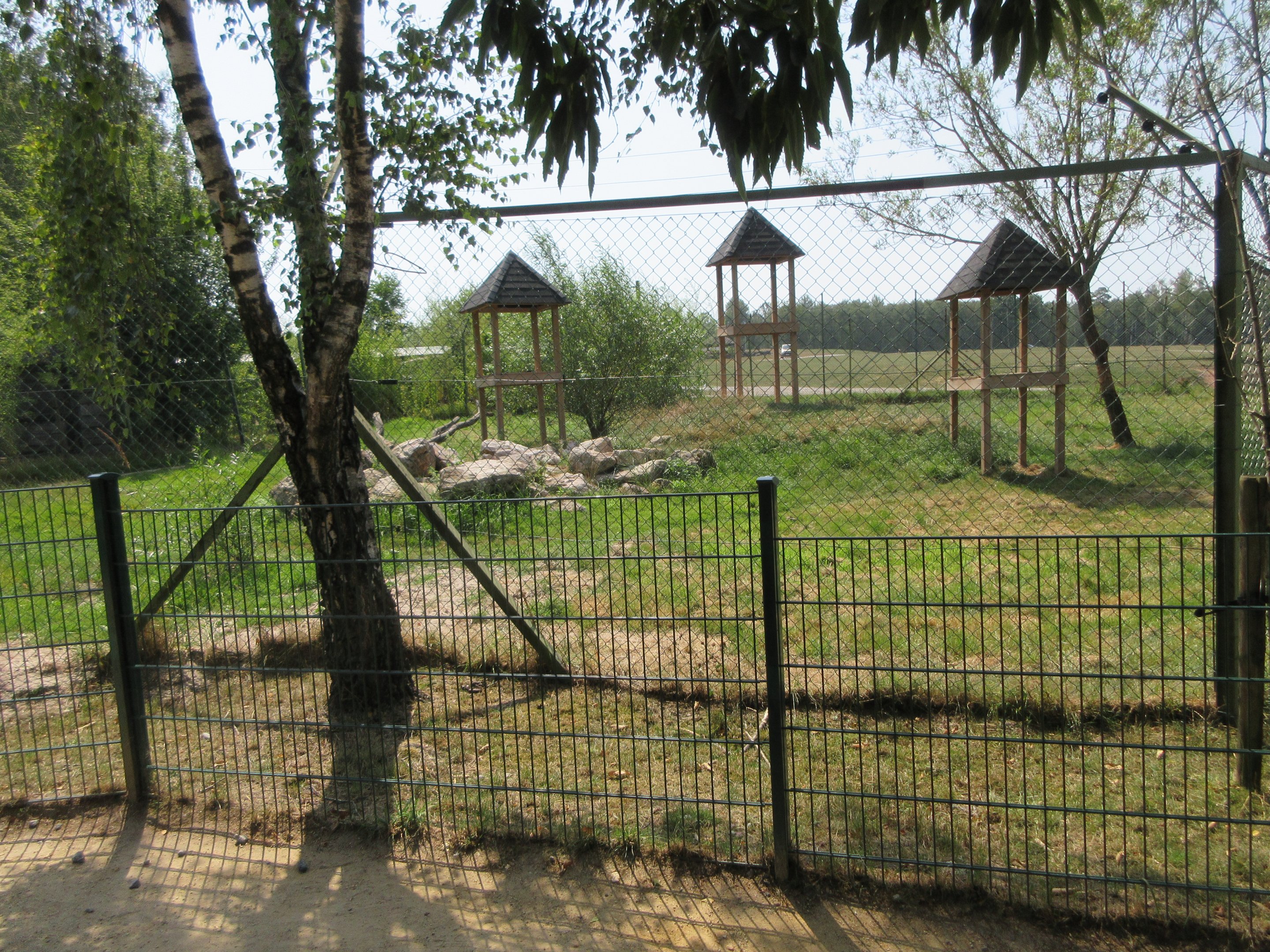 Cheetah Exhibit
