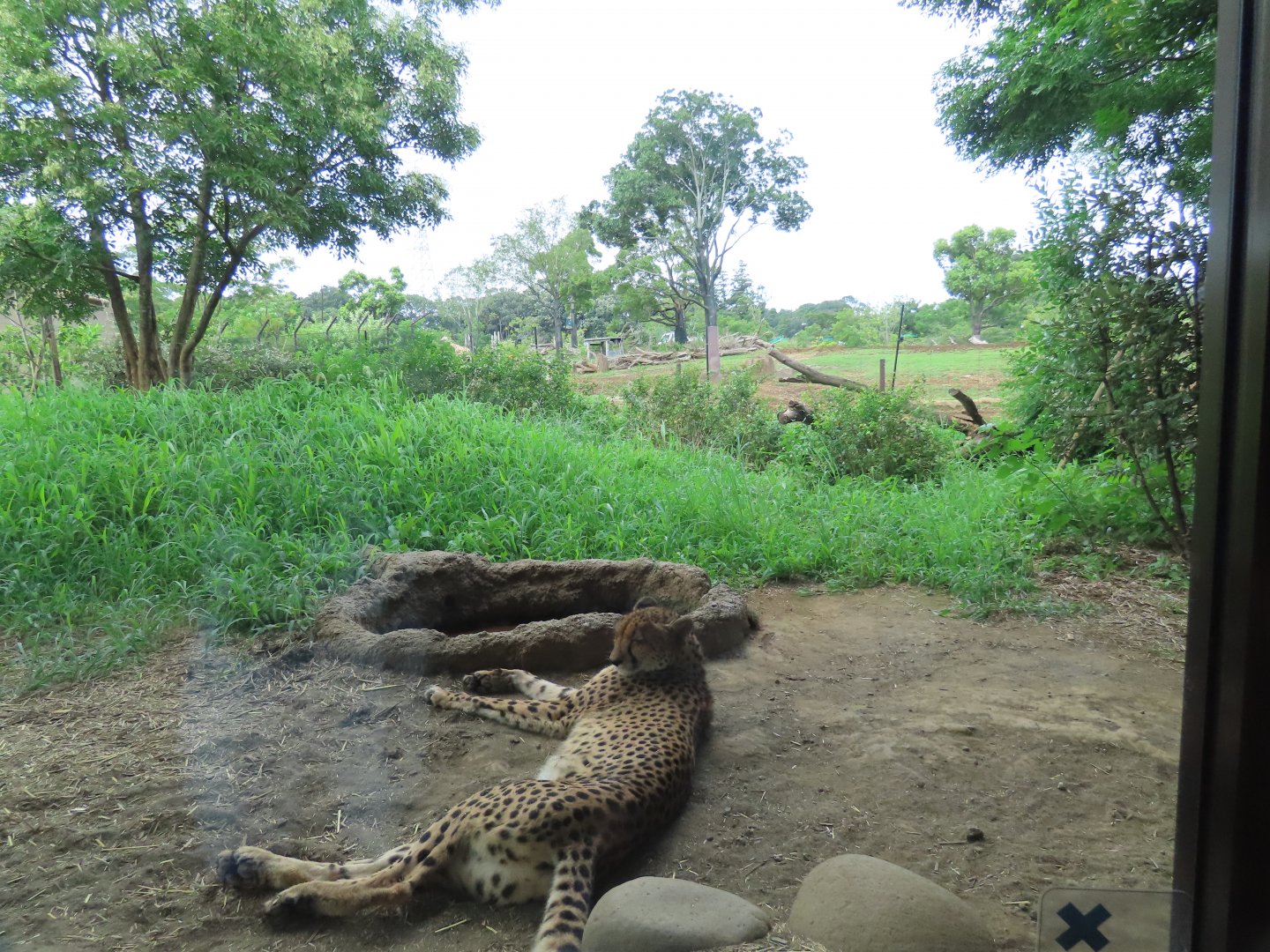 Cheetah exhibit