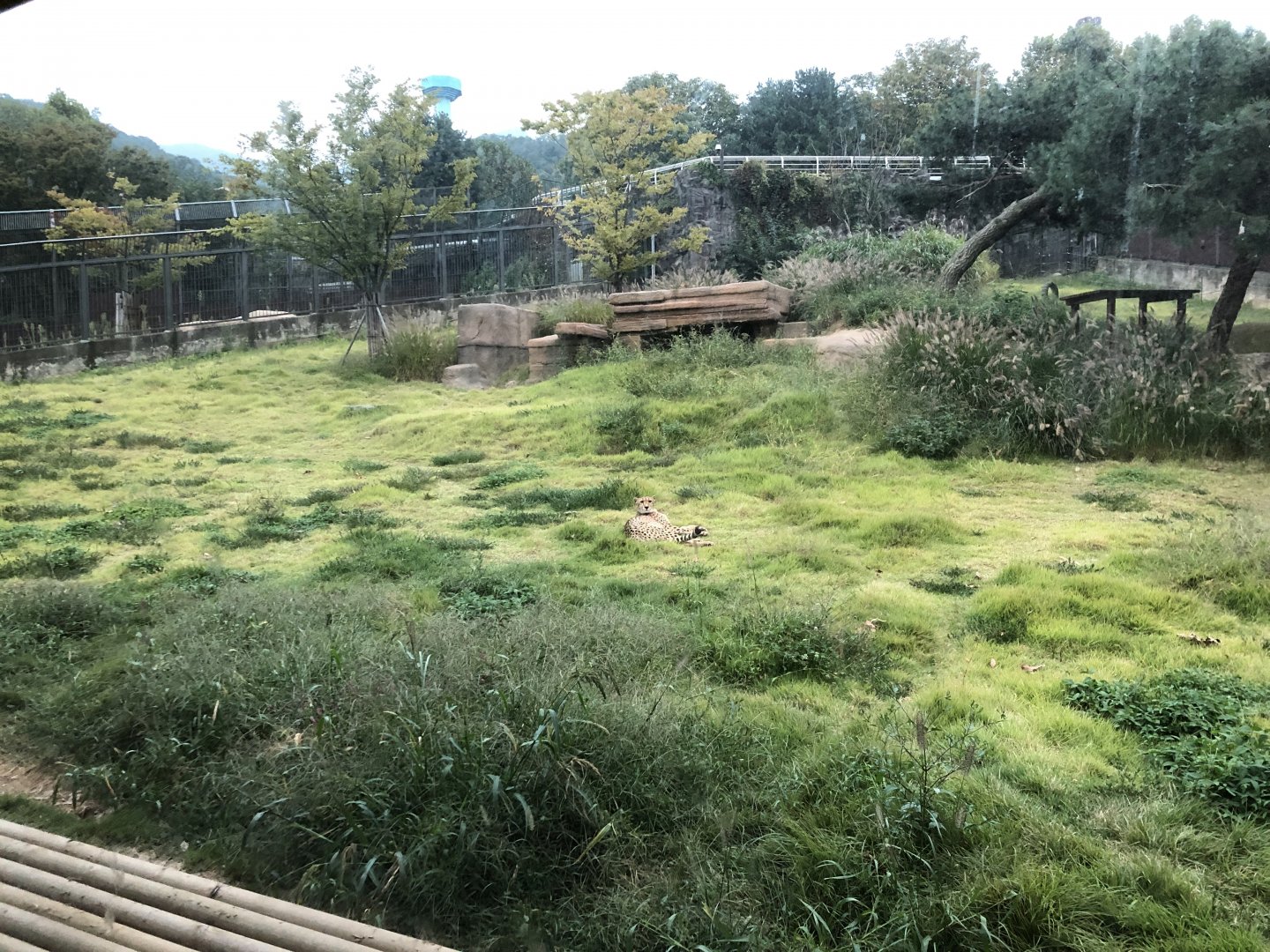 Cheetah Exhibit