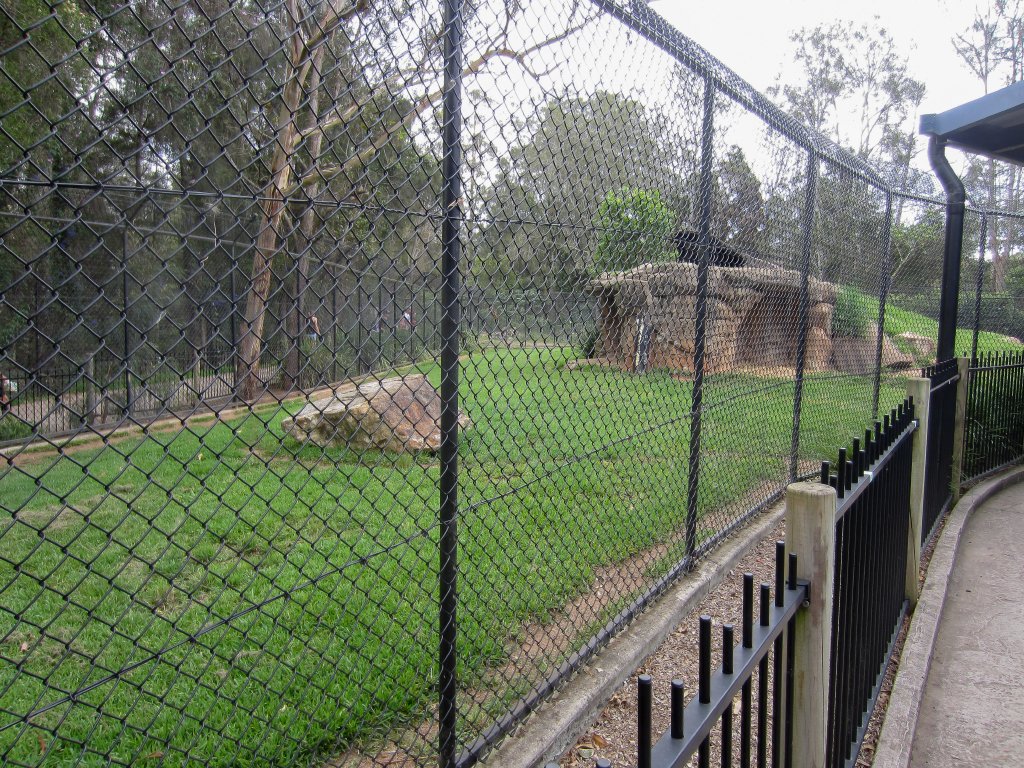 Cheetah exhibit