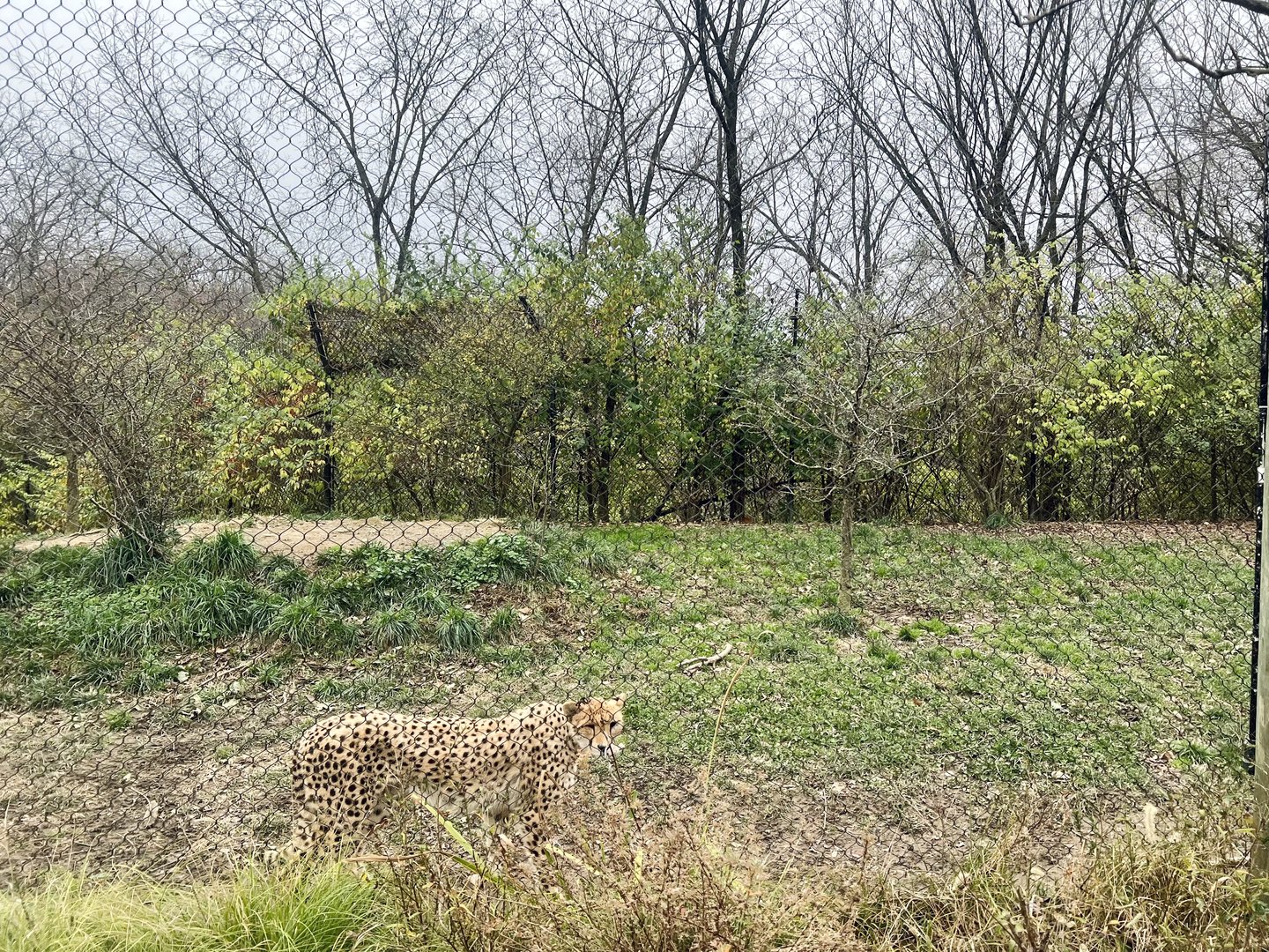 Cheetah Exhibit