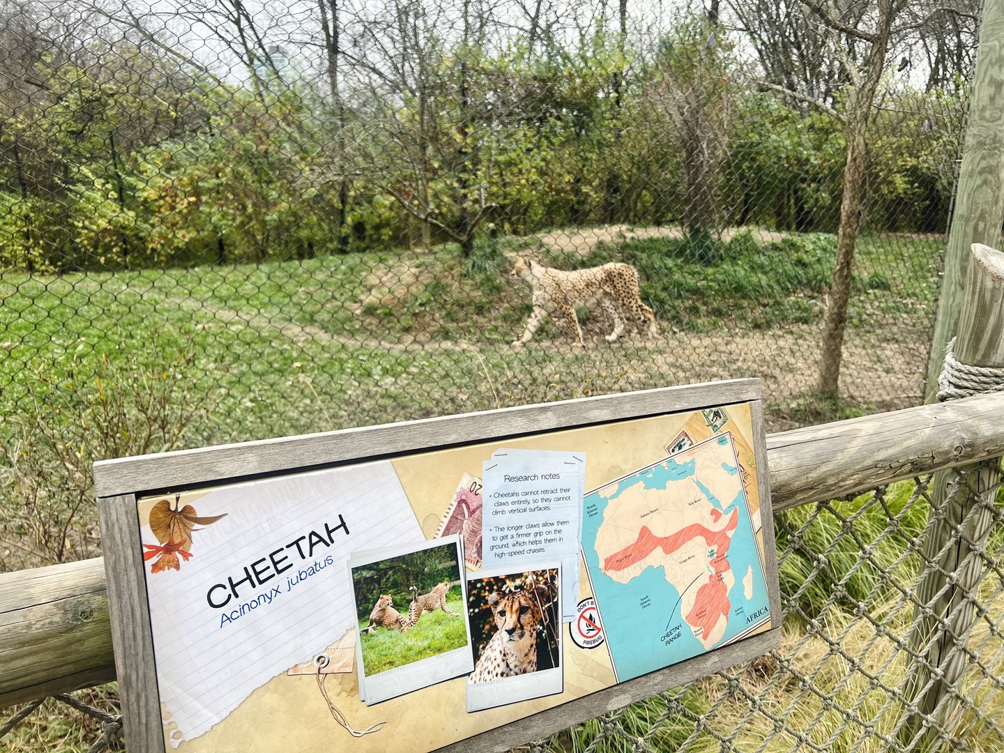 Cheetah Exhibit