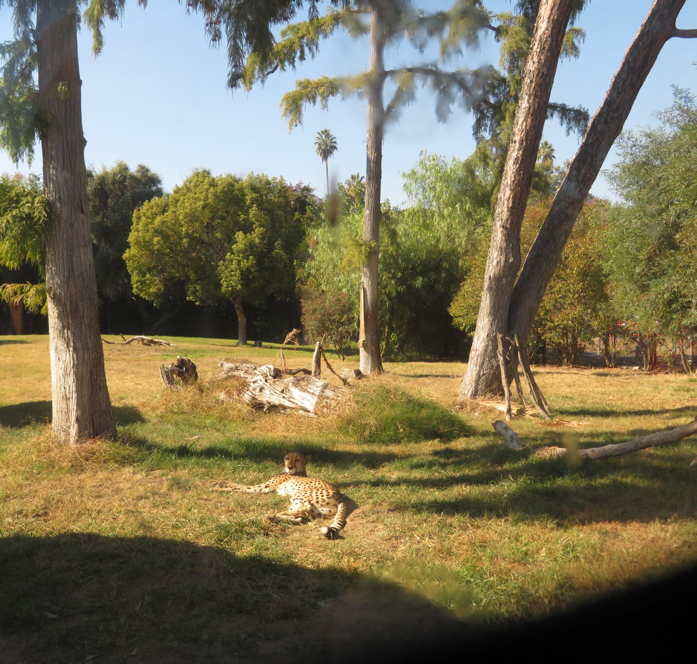 Cheetah Exhibit