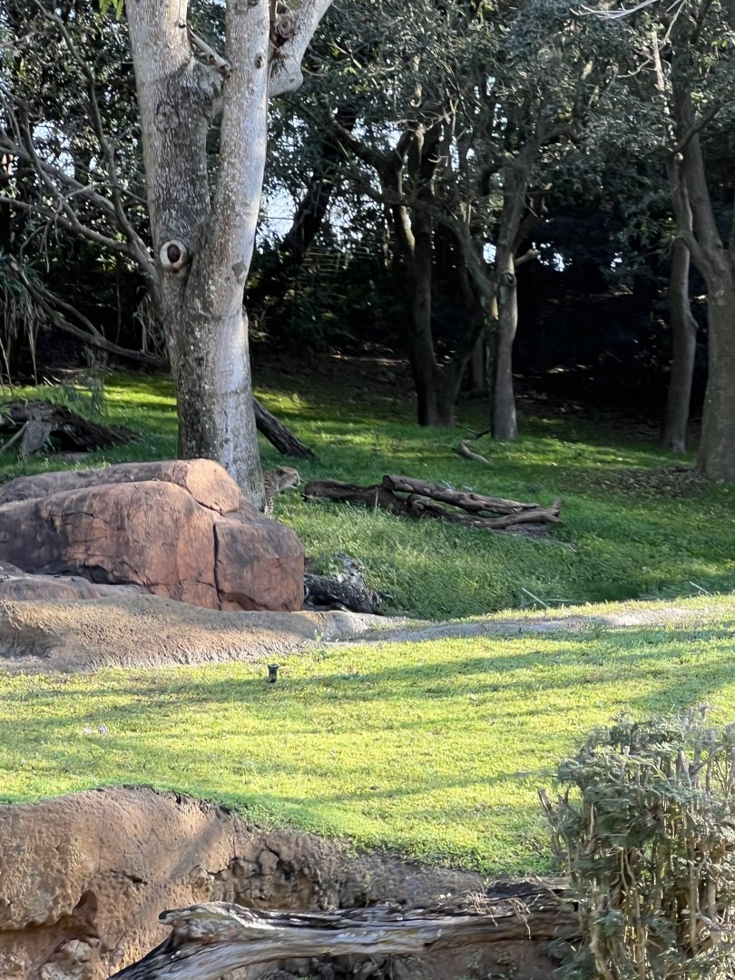 Cheetah Exhibit