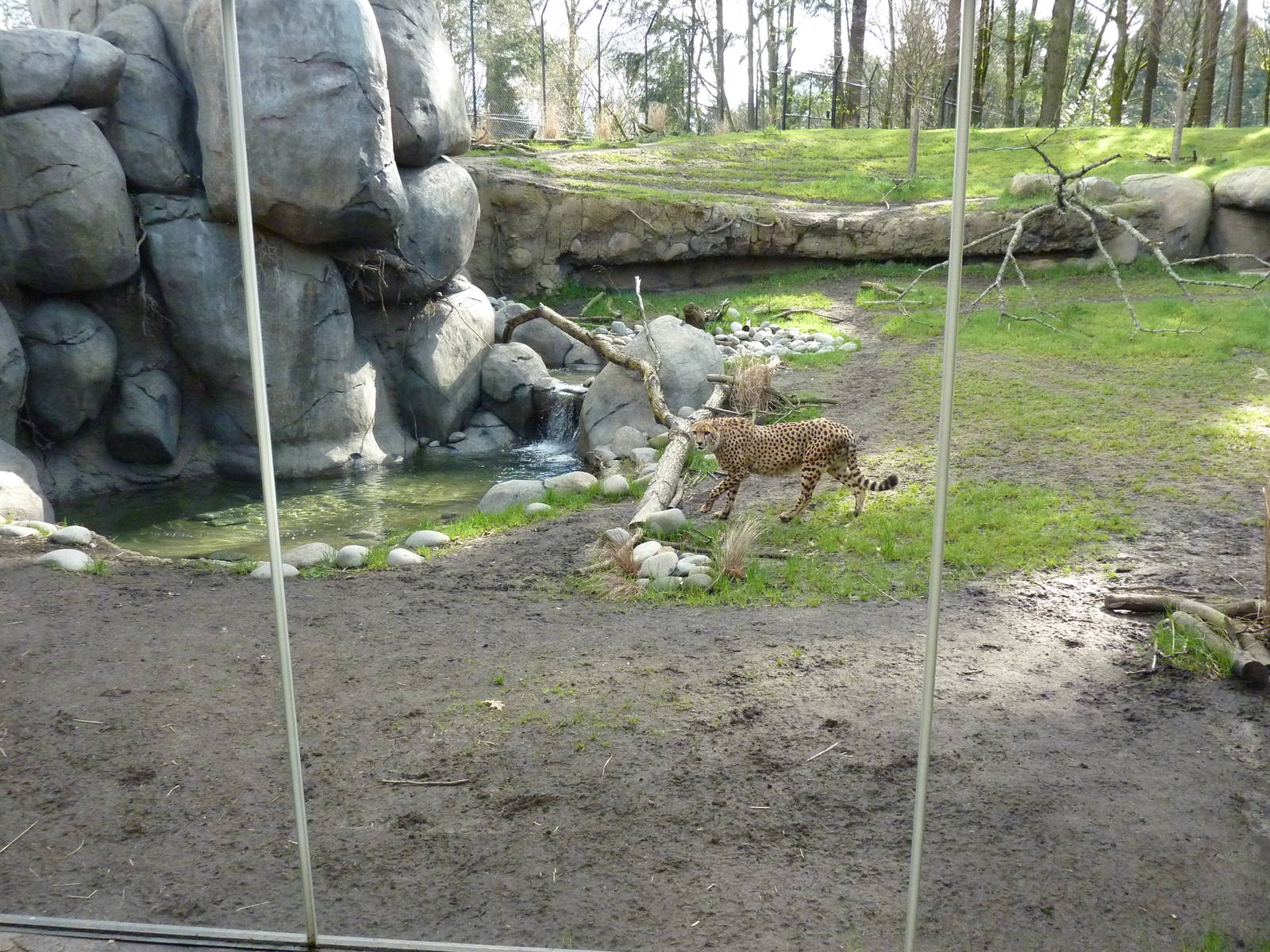 Cheetah Exhibit