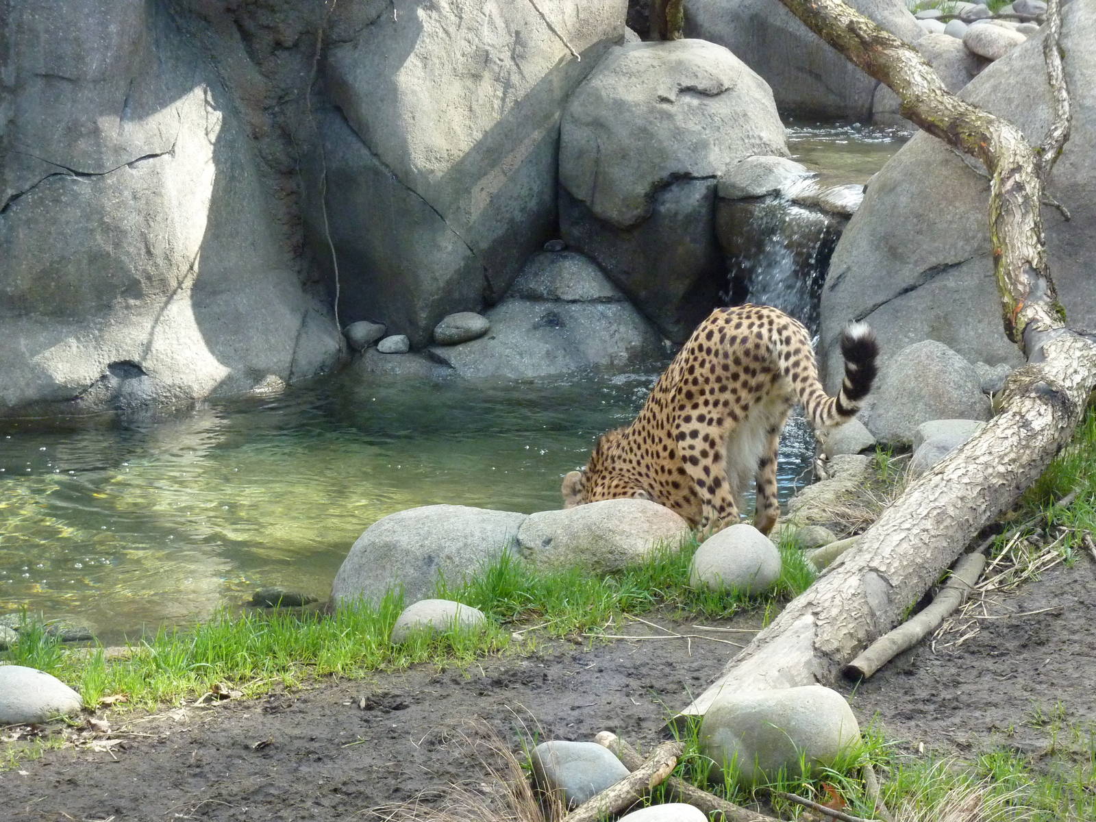 Cheetah Exhibit