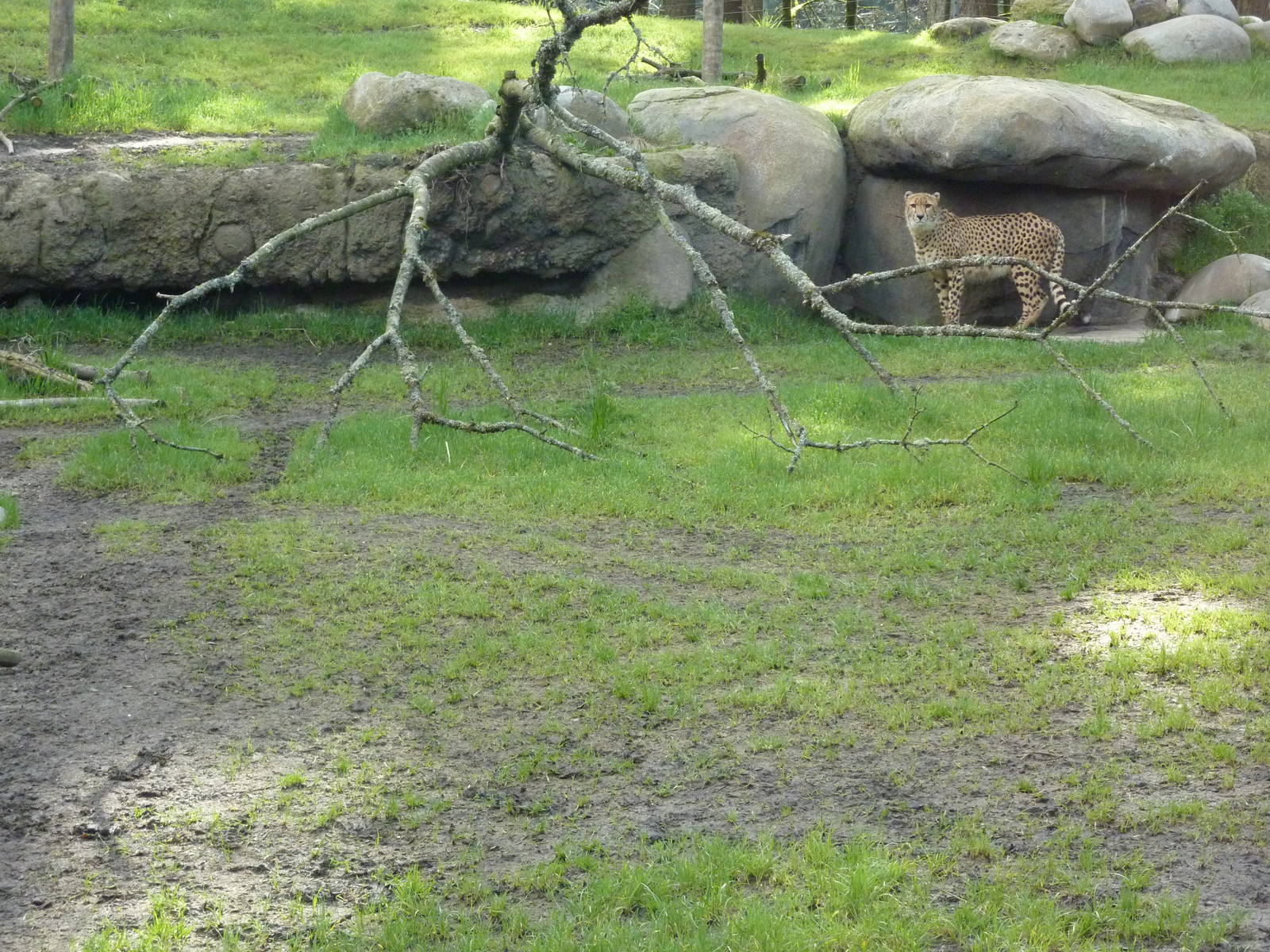 Cheetah Exhibit
