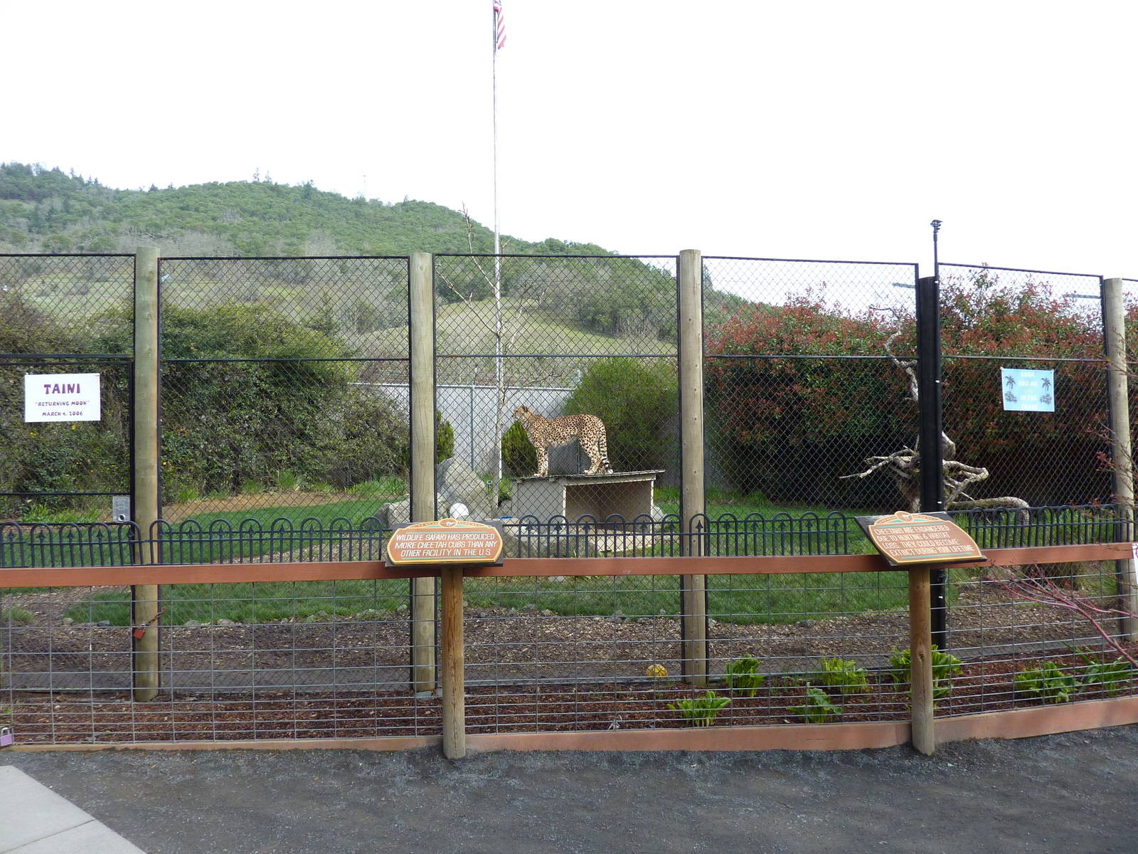 Cheetah Exhibit
