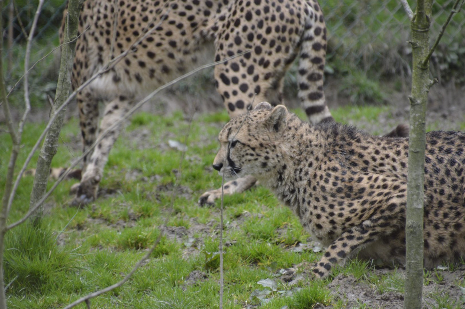 Cheetah - Exmoor Zoo April 2018