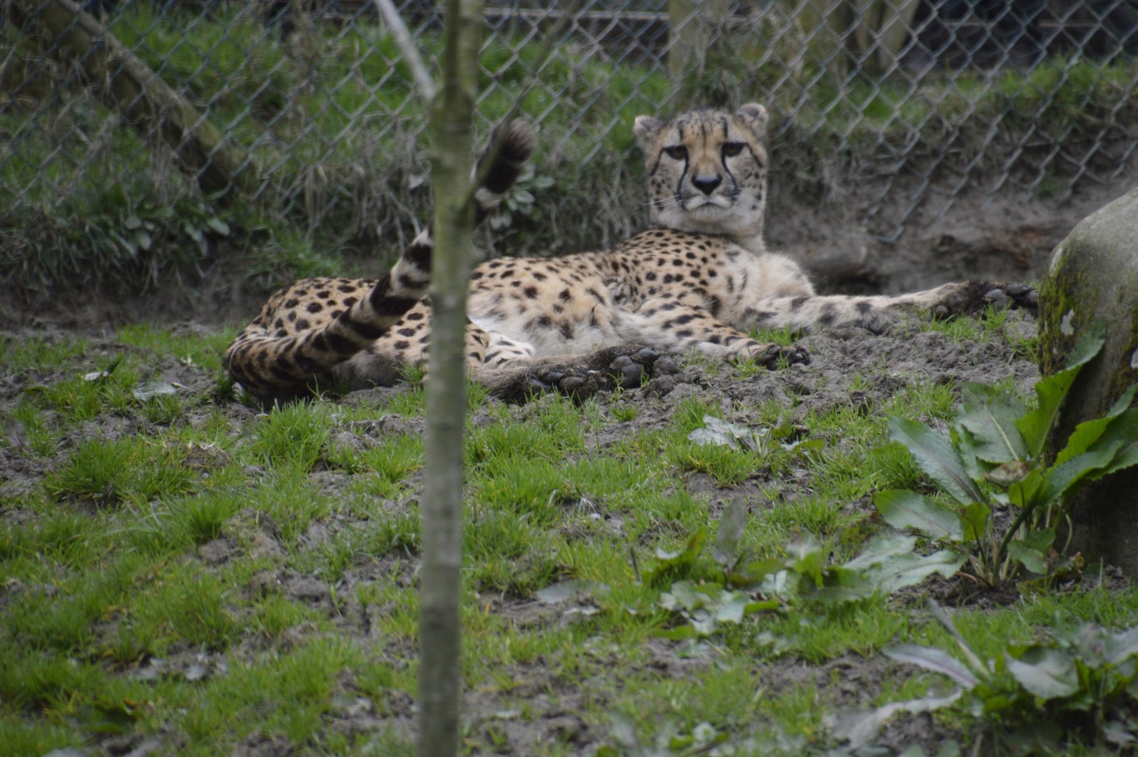 Cheetah - Exmoor Zoo April 2018