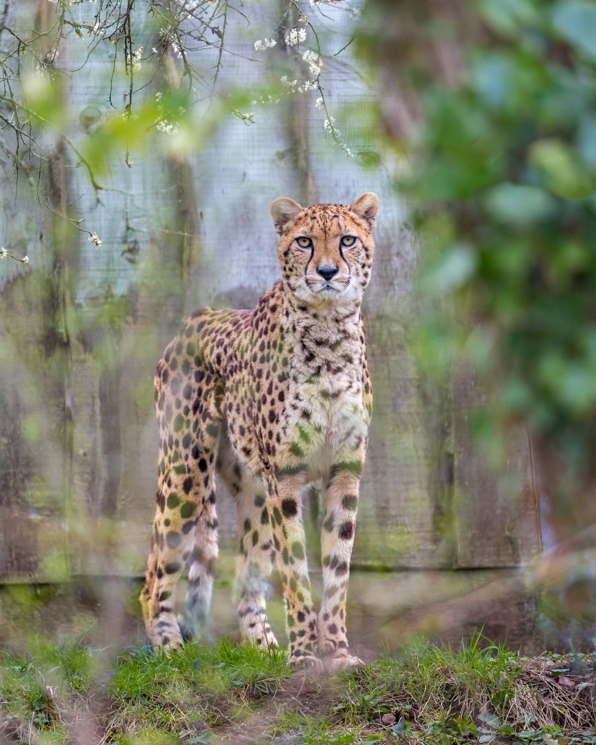 Cheetah (f) Jahzara / Paignton / 18-3-23
