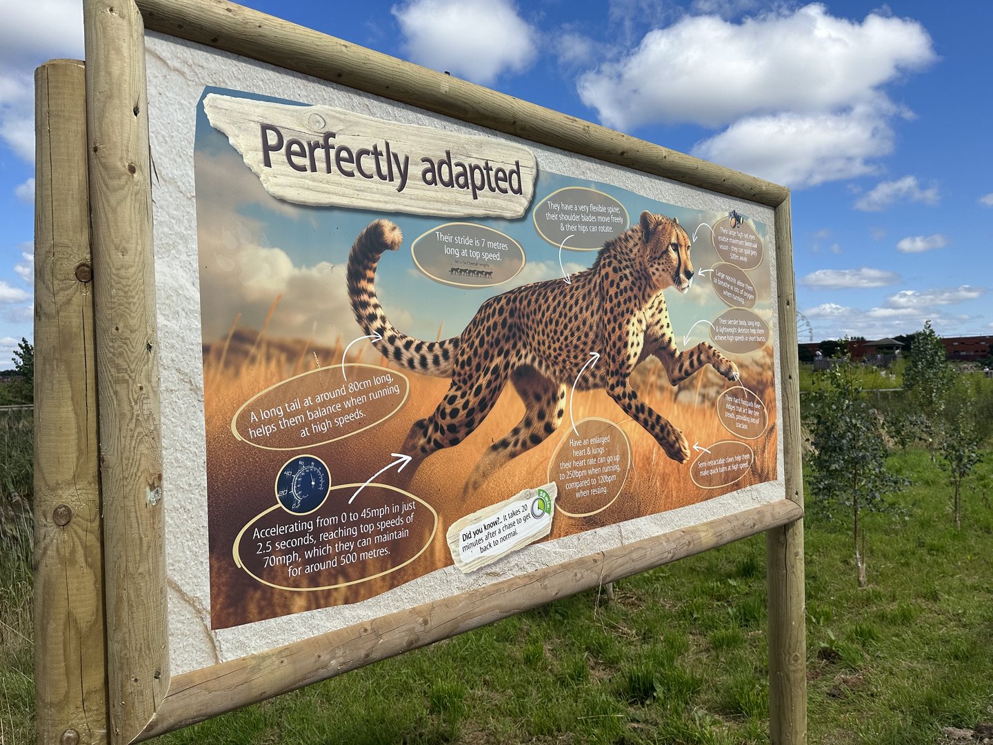 Cheetah facts board