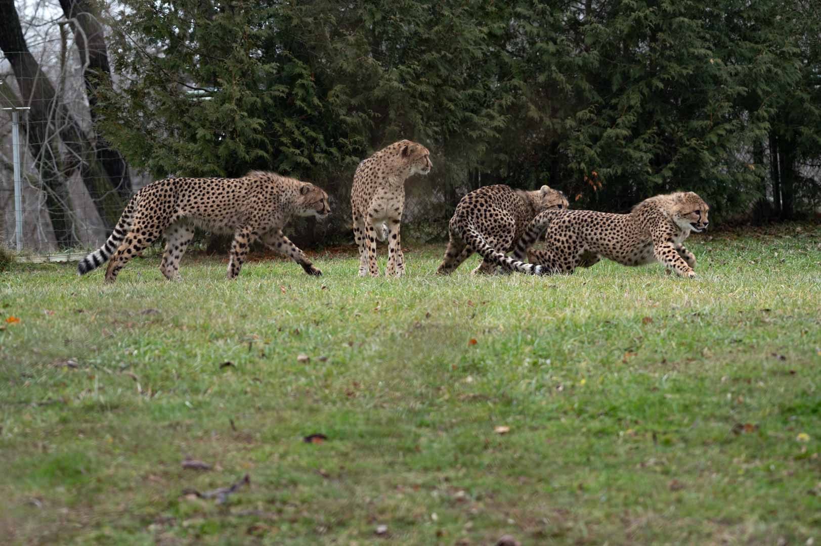 Cheetah Family