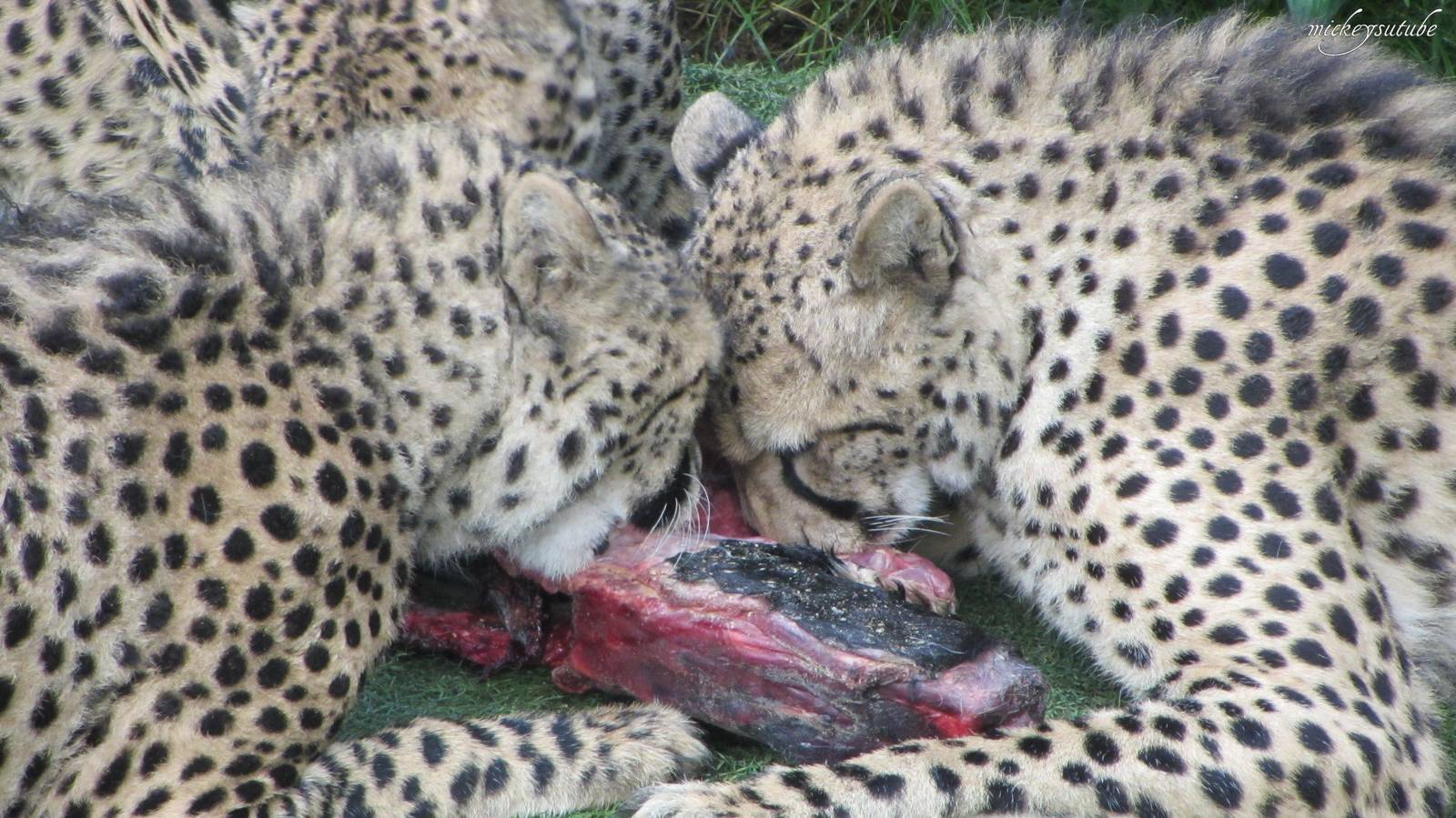 Cheetah Feeding Time