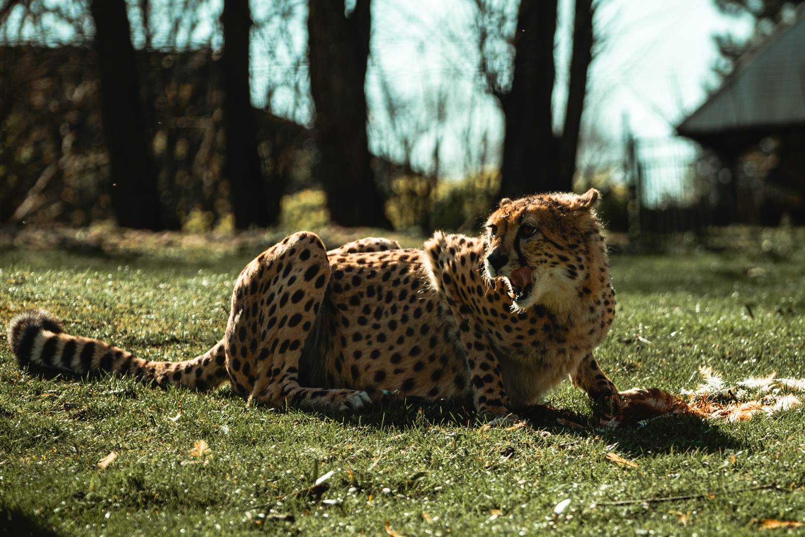 Cheetah feeding