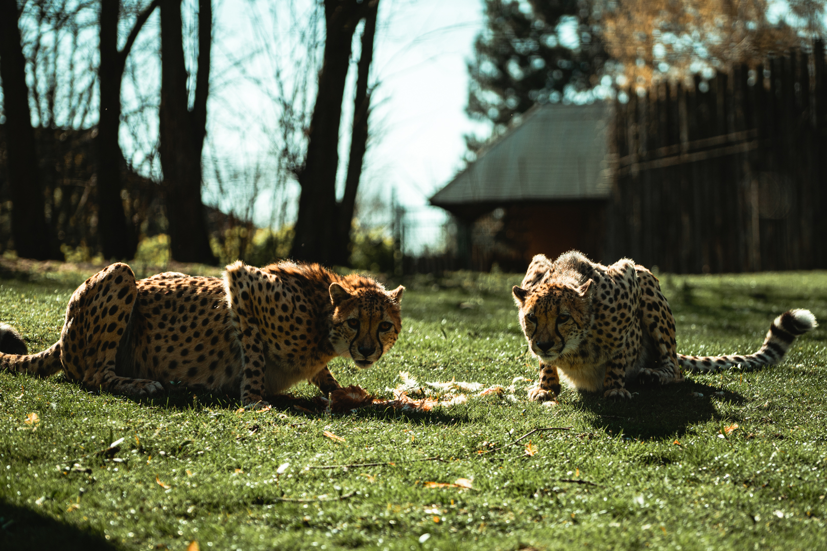 Cheetah feeding