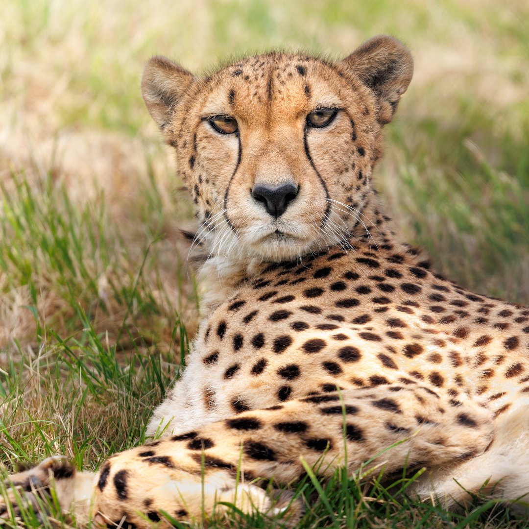 Cheetah - Female / 7-6-22 / Hamerton