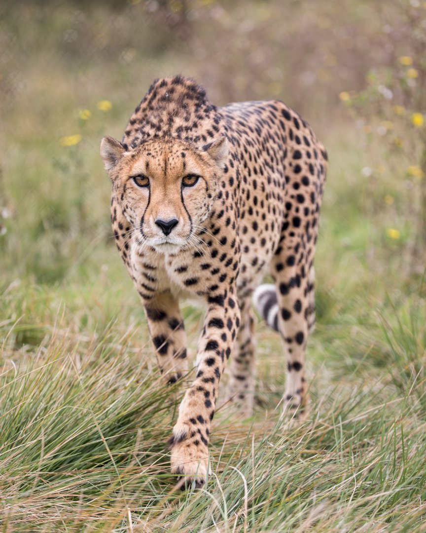 Cheetah (Gaia) / Hamerton / 23-10-24