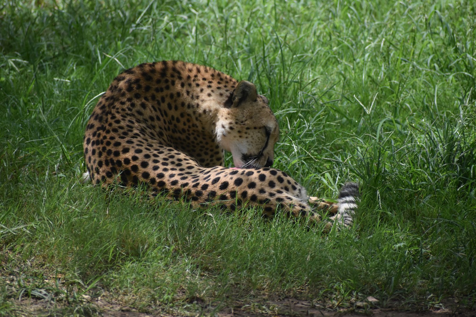 Cheetah Grooming