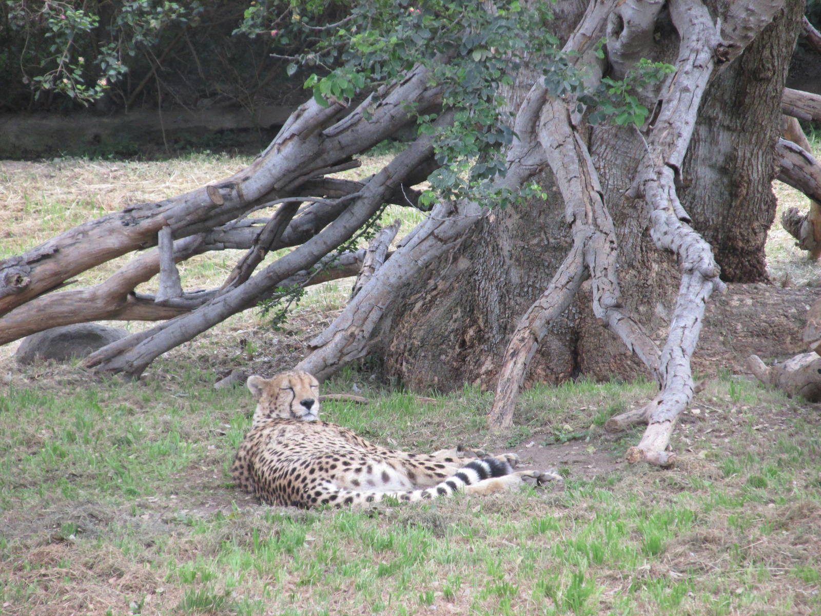 cheetah guadalajara zoo