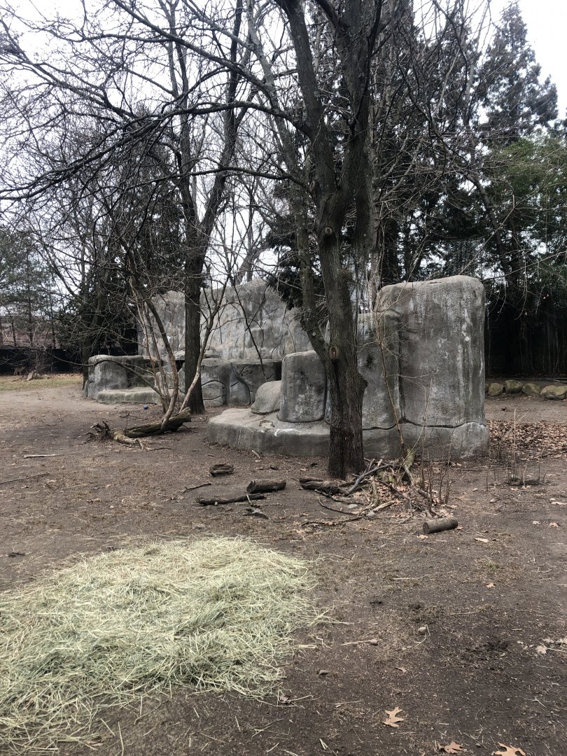 Cheetah Habitat - Feb, 2020