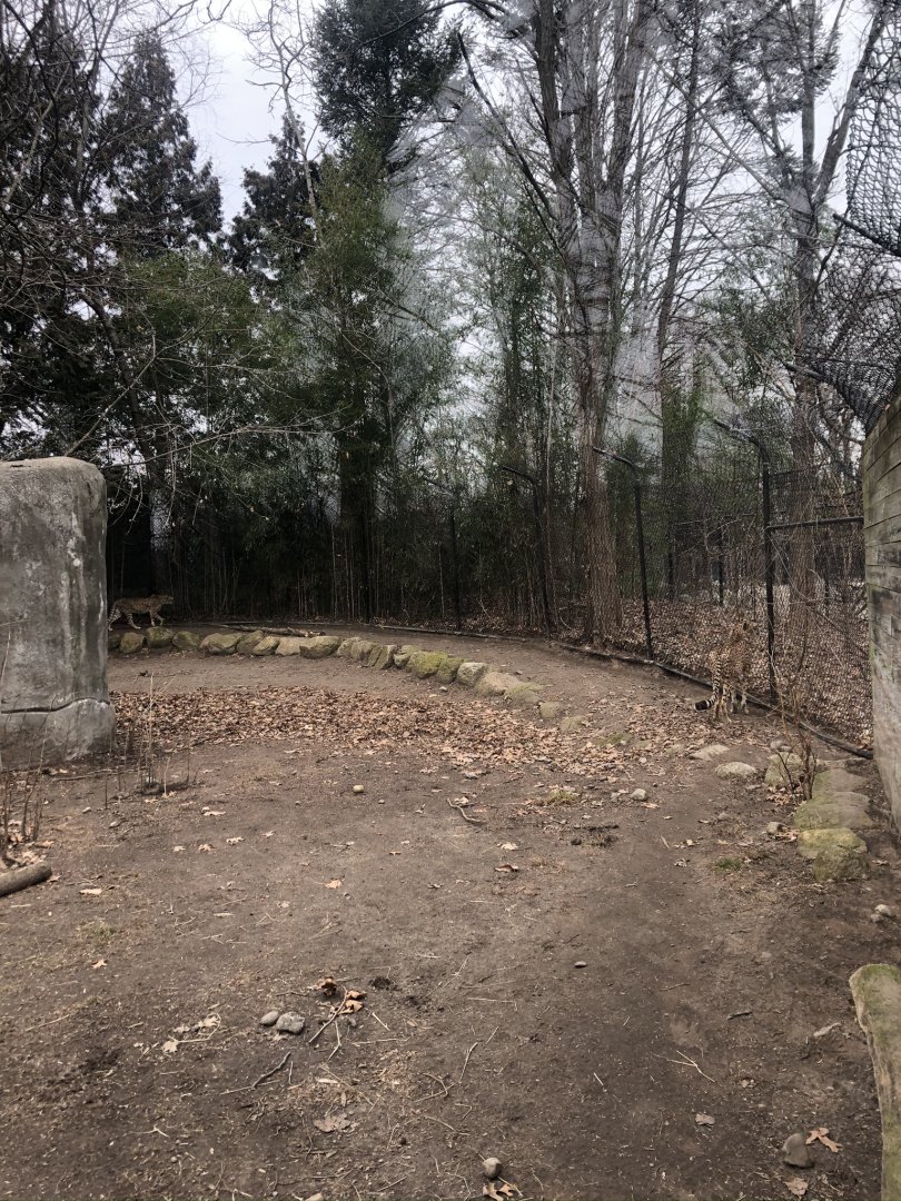 Cheetah Habitat - Feb, 2020