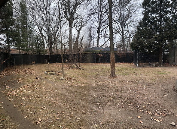 Cheetah Habitat (Left Side Yard) - Feb, 2020