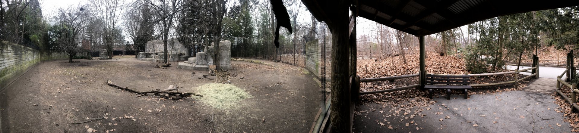 Cheetah Habitat Panorama - Feb, 2020