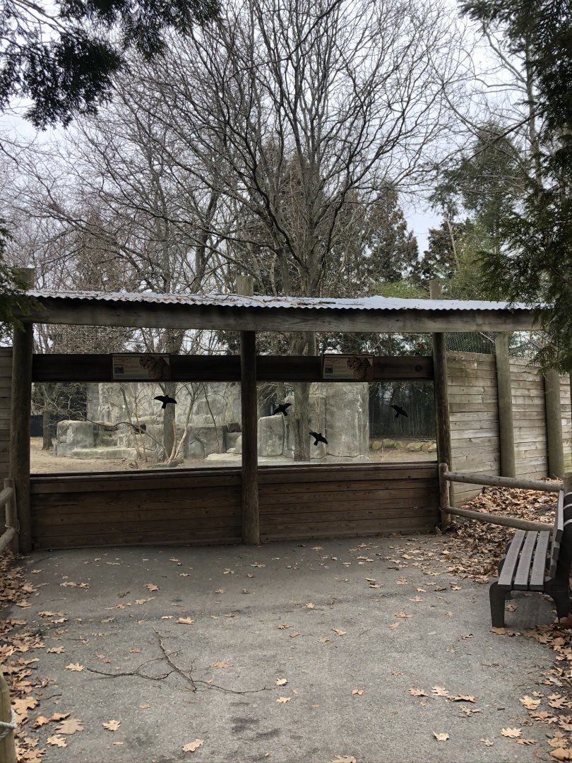 Cheetah Habitat Viewing (Right Side) - Feb, 2020
