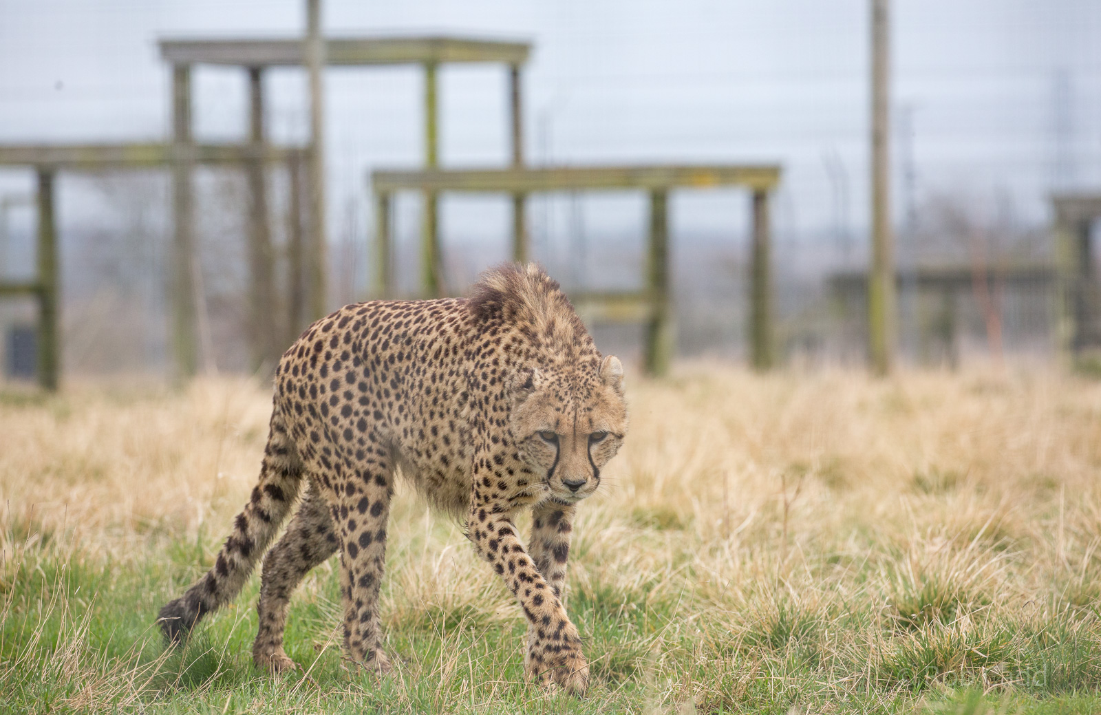 Cheetah : Hamerton : 01 Apr 2018