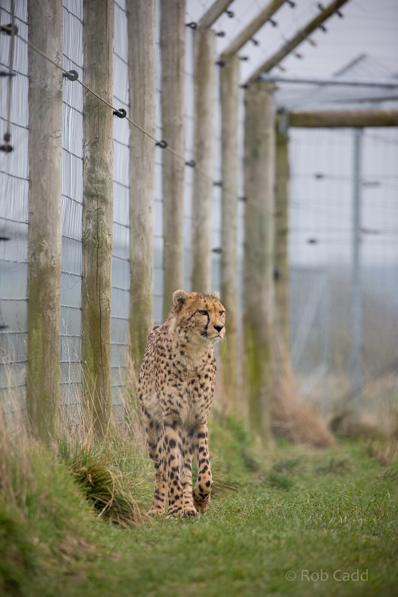 Cheetah : Hamerton : 03 Apr 2016