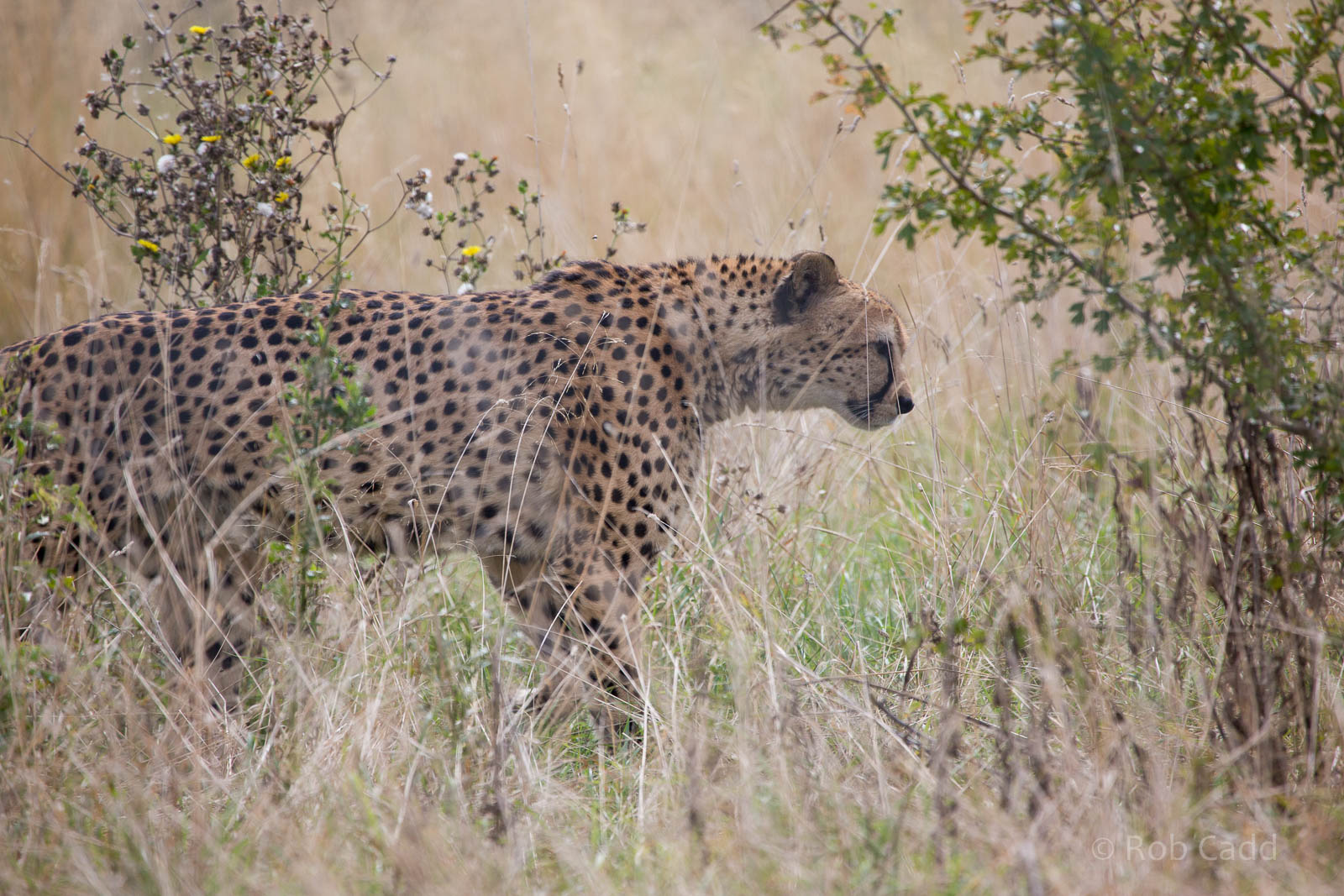 Cheetah : Hamerton : 05 Sep 2014