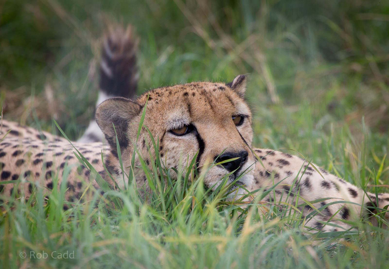Cheetah : Hamerton : 05 Sep 2014